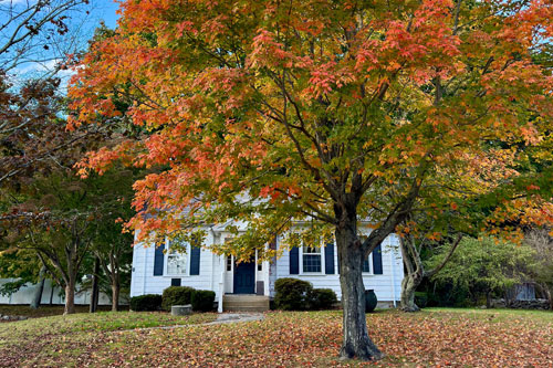 Factors to Consider When Choosing Your Tree