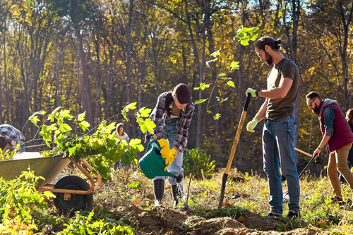 Group of People Planting Trees