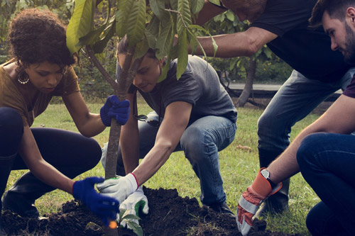 Planting a Tree