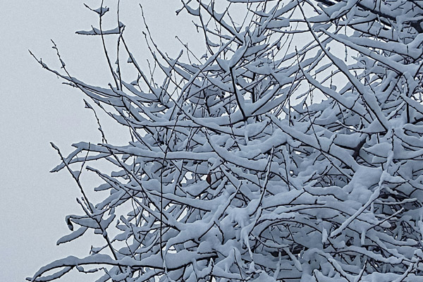 Snow Covering Tree