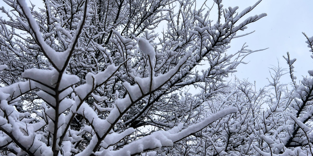 Winter Tree Care