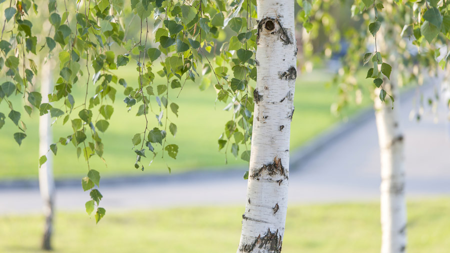 Protecting Mature Trees