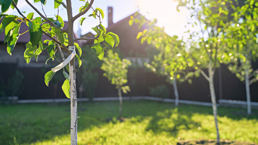 Protecting Young Trees