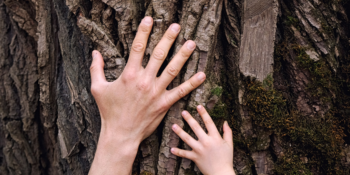 Protecting Your Trees Banner