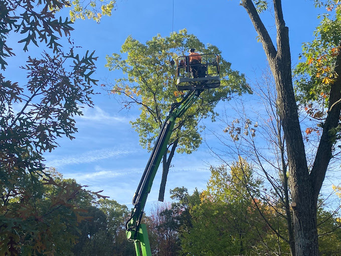 Appleton Tree Removal Services