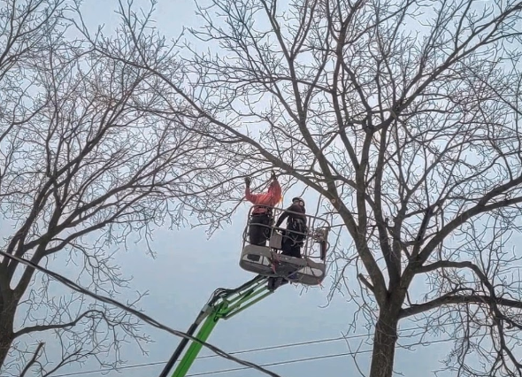 Gabe's Tree Services