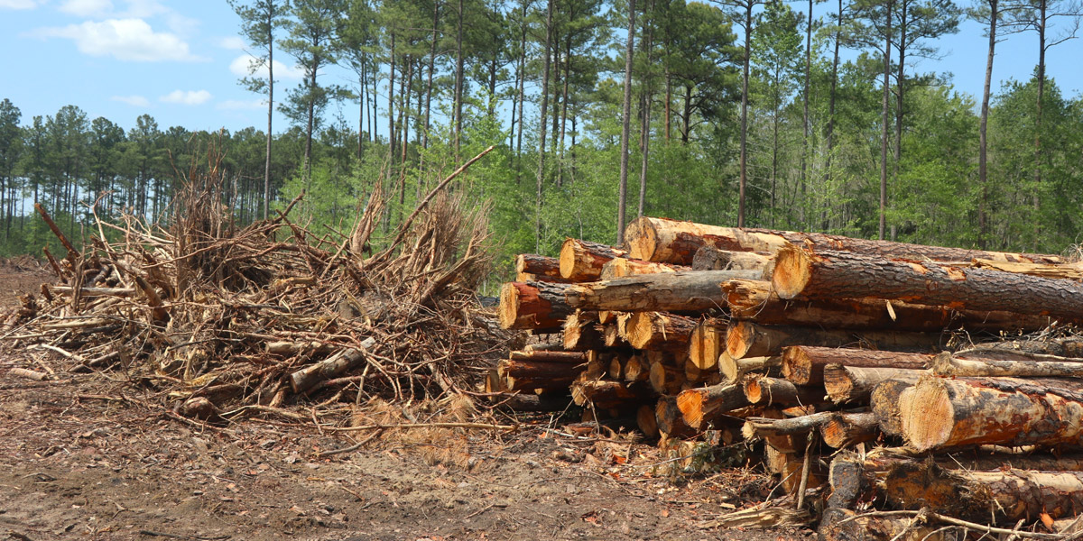 Right of Way Clearing Increases Land Value