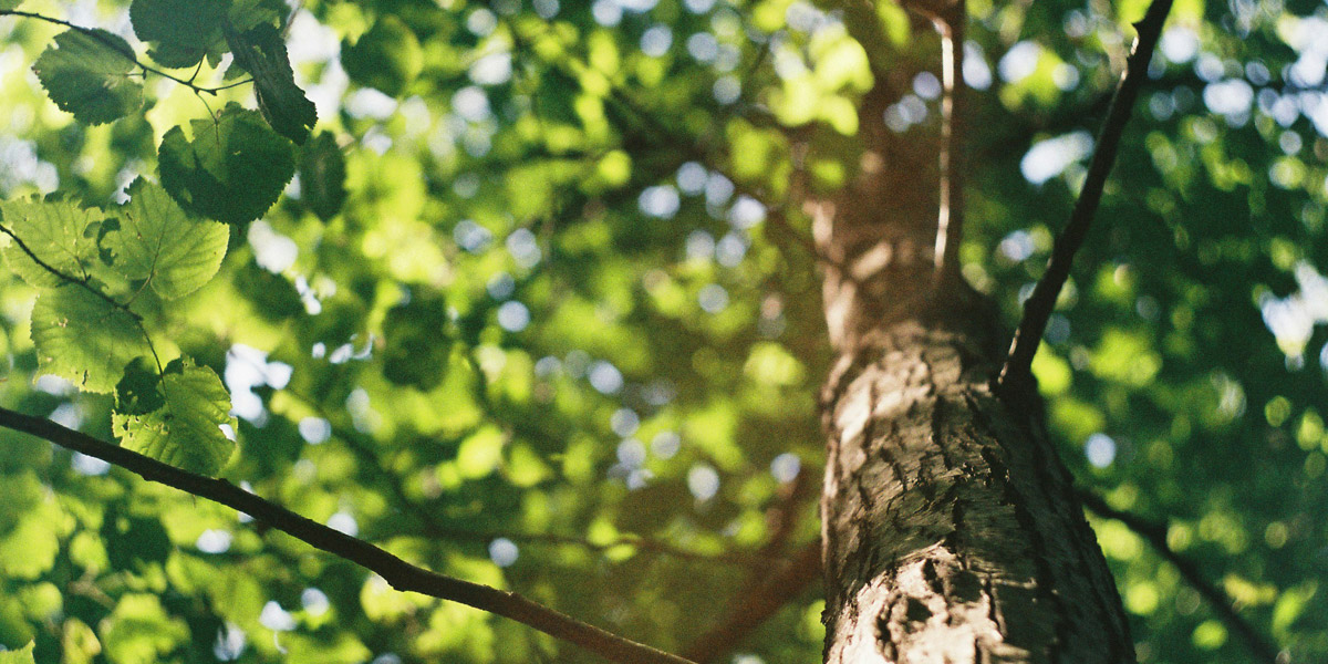 Tree Trimming