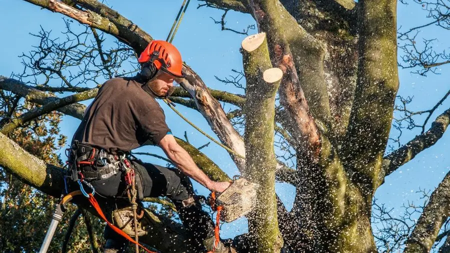 Trimming Trees