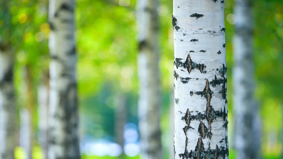 Birch Tree