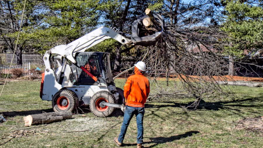 Choose a Tree Removal Company