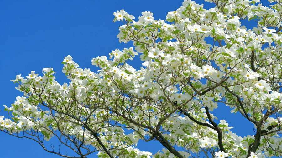 Dogwood Tree