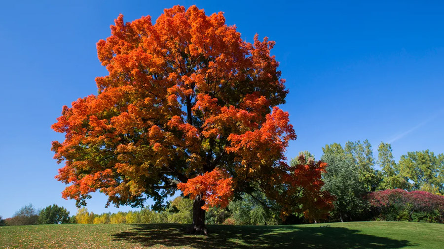 Maple Tree