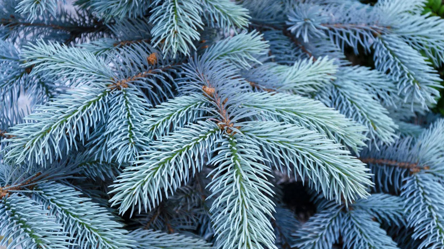 Spruce Trees