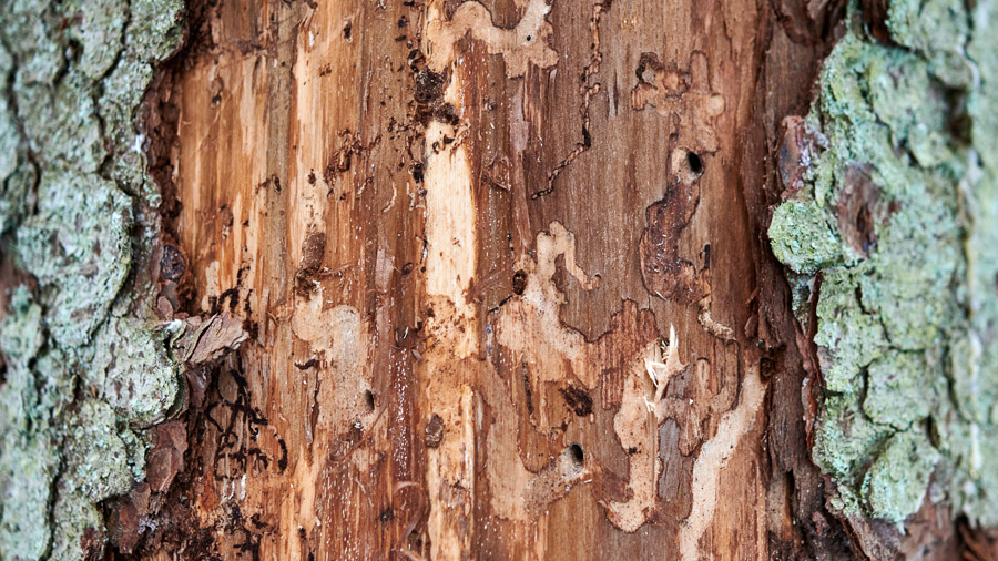 Tree Bark Insect Damage