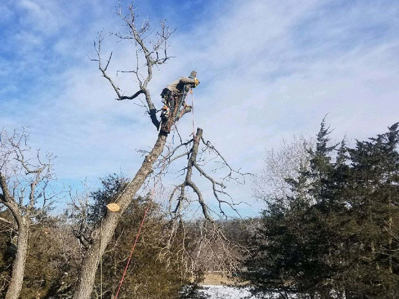 Tree Removal Service, Steven's Point