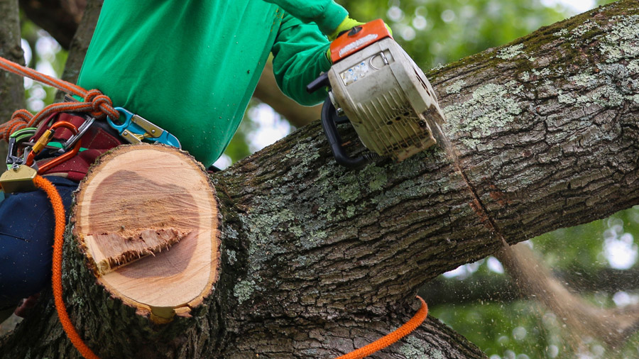 Tree Removal Services