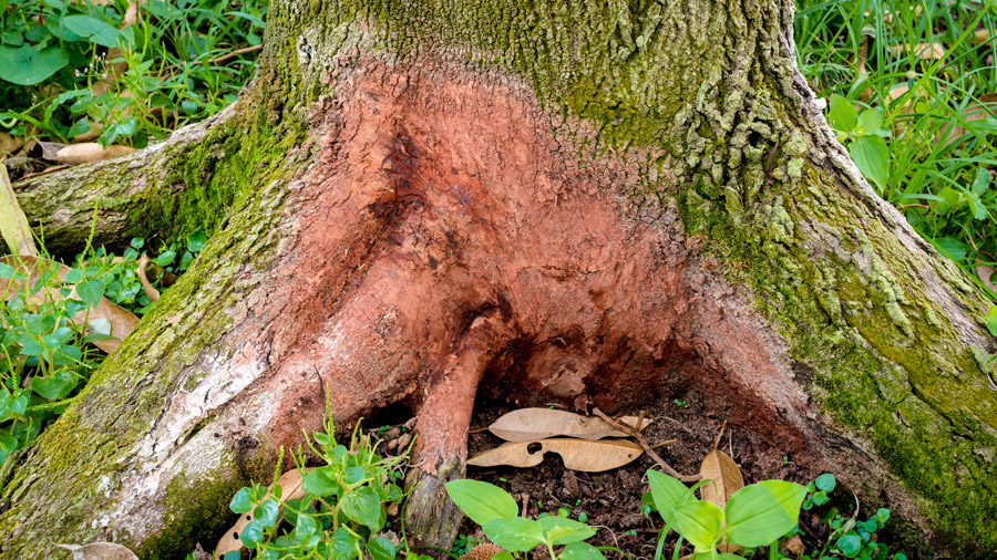 Diseased Tree Roots