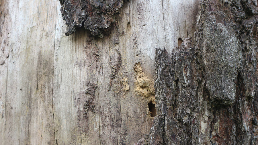 Visible Tree Damage