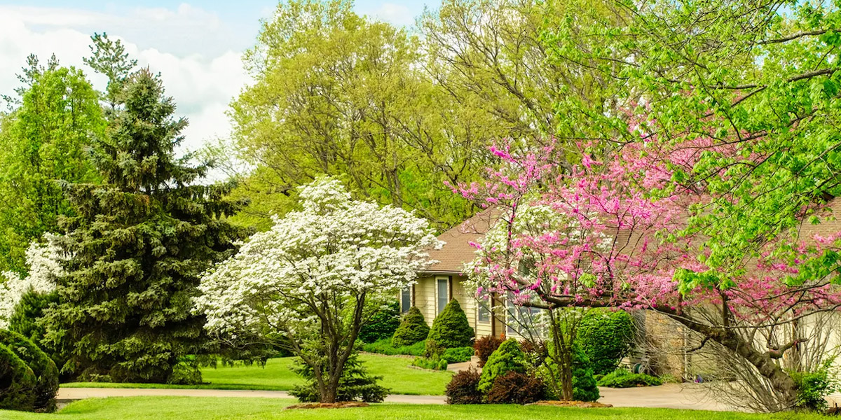 What to Plant After a Tree Removal