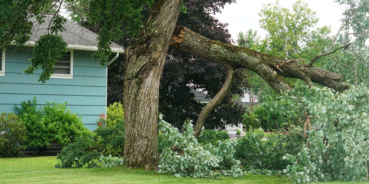 7 Tips for Emergency Storm Damaged Tree Cleanup