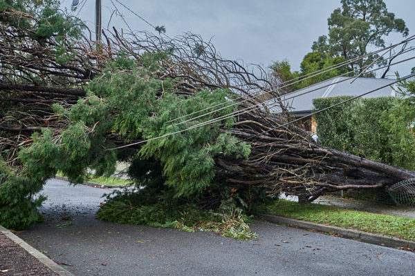 Avoid DIY Cleanup for Large Trees