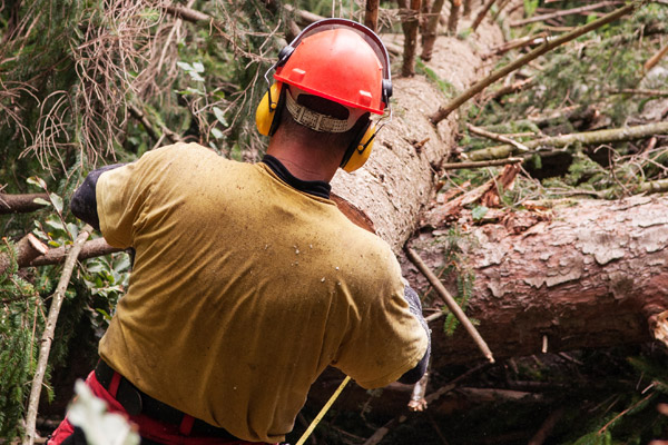 Hire a Licensed and Insured Tree Service