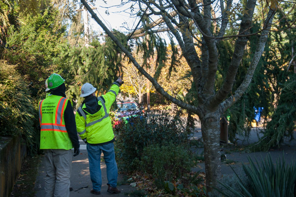 Prevent Further Tree Damage