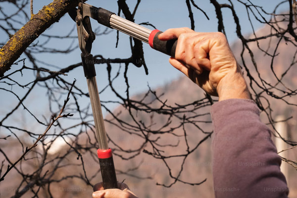 Tree Trimming and Pruning