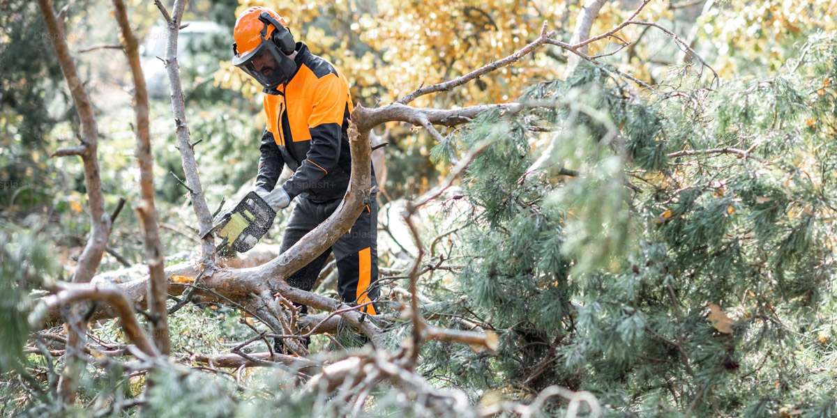 Trimming vs Pruning