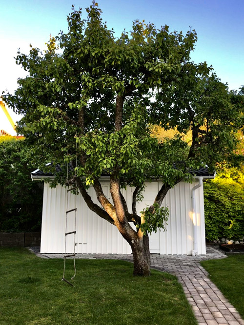 Backyard Tree