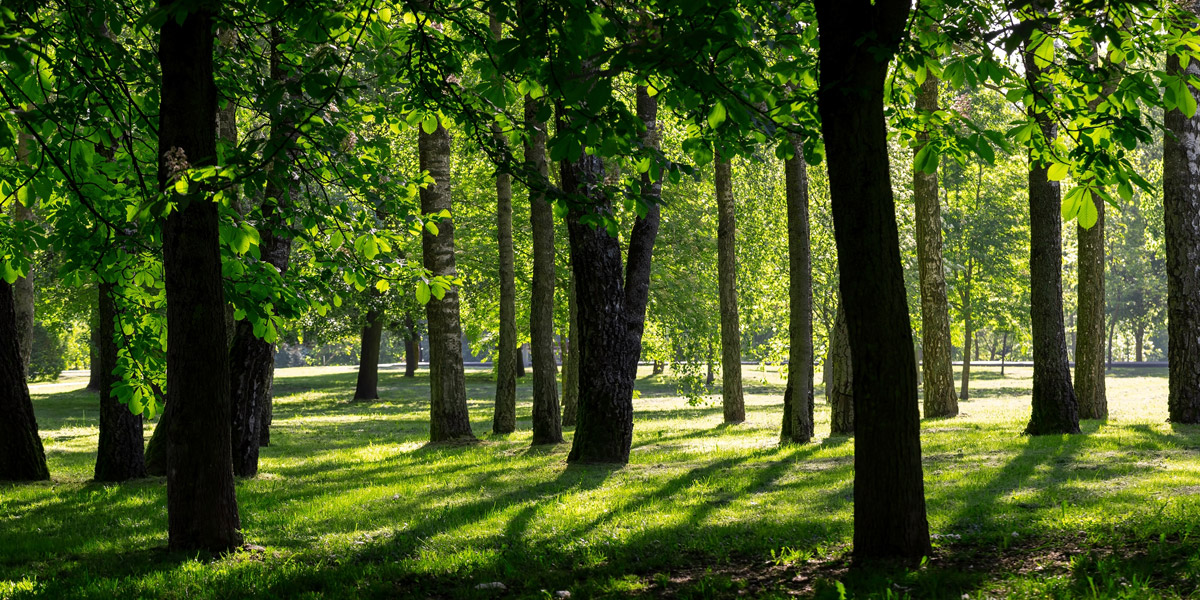 Common Problems in Old Trees and How to Handle Them