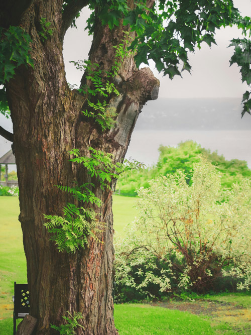 Residential Tree Clearing