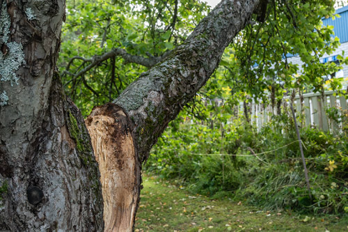 Tree Cracks and Splits