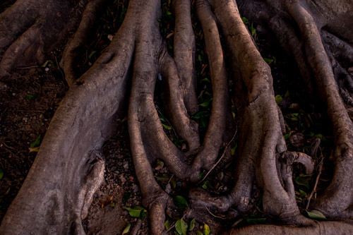 Tree Roots