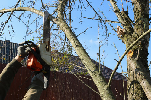 Does Cutting off Dead Branches Help a Tree