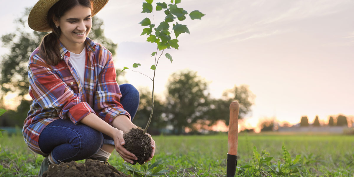 7 Tree Care Myths that are Harmful to Trees