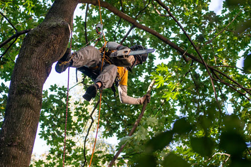 Gabe's Tree Service & Care