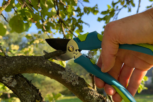 Tree Trimming & Pruning